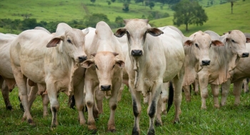 Agropecuária gera mais de 9 mil empregos em Goiás